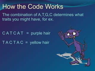 How the Code Works
The combination of A,T,G,C determines what
traits you might have, for ex.
C A T C A T = purple hair
T A C T A C = yellow hair
 