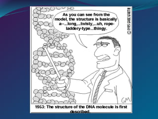 DNA structure and its basic functions .ppt