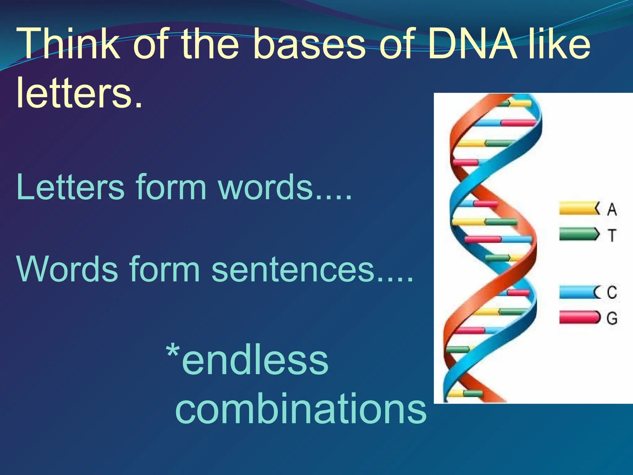 Deoxyribonuclease Structure PowerPoint.ppt