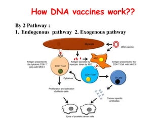 How DNA vaccines work??
By 2 Pathway :
1. Endogenous pathway 2. Exogenous pathway
 