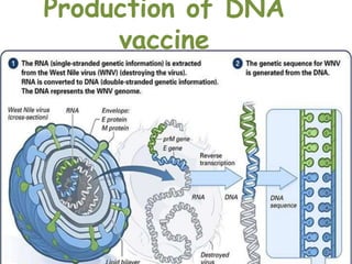 Production of DNA
vaccine
 