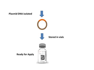Plasmid DNA isolated
Stored in vials
Ready for Apply
 