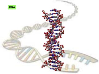 DNA