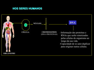DNANÚCLEOCROMOSSOMOS(DNA+PROTEÍNAS)CÉLULA- Informação das proteínas e  RNAs que serão sintetizadas  pelas células do organismo ao  longo da sua vida.-Capacidade de se auto-duplicar  para originar outras células.ORGANISMONOS SERES HUMANOS