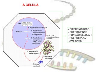 DNA1. Regulação transcricional2. Regulação no    processamento do   RNA primárioHnRNARETÍCULO ENDOPLASMÁTICORUGOSO3. Regulação no    transporte do    mRNA para o   citoplasma4. Regulação da    síntese proteíca5. Regulação    pós-sínteseProteínasintetizadaA CÉLULA- DIFERENCIAÇÃO- CRESCIMENTO- FUNÇÃO CELULAR- RESPOSTA AO   AMBIENTE