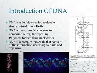 DNA TYPE AND STRUCTURE MSC LEVEL PRESENTATION | PDF