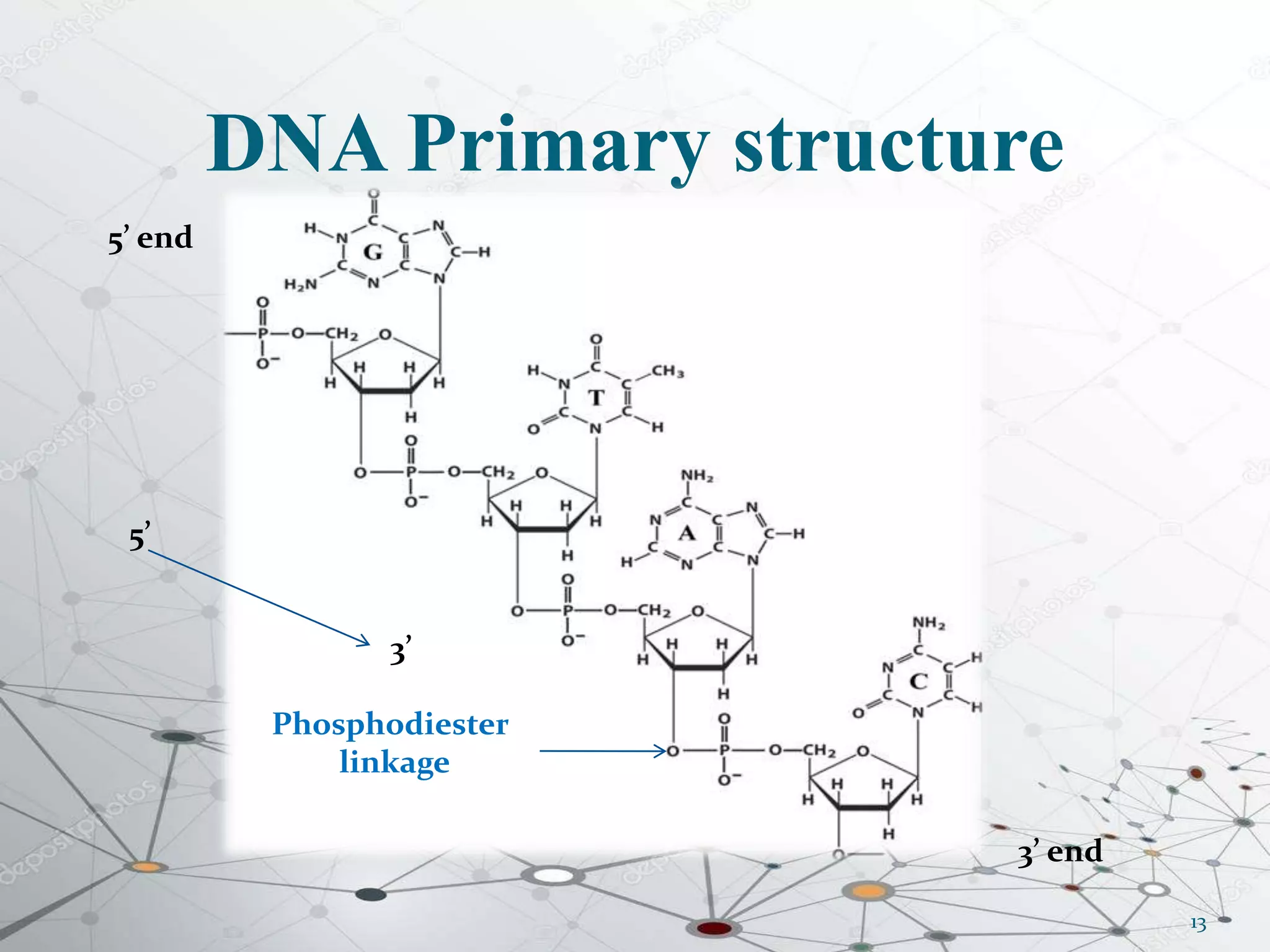 DNA Primary structure
13
3’ end
5’ end
5’
3’
Phosphodiester
linkage
 