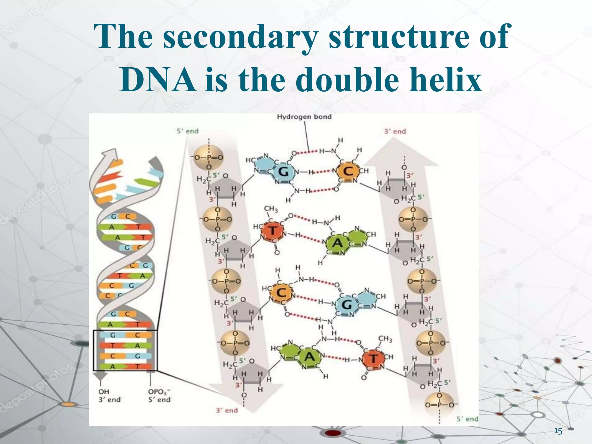 The secondary structure of
DNA is the double helix
15
 