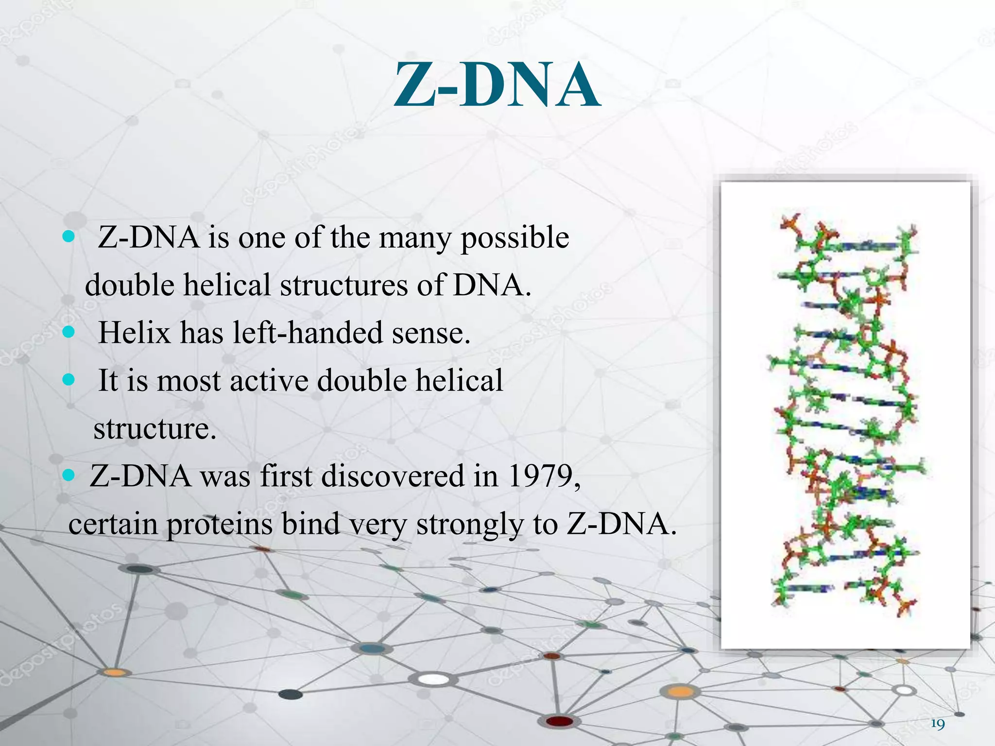Z-DNA
 Z-DNA is one of the many possible
double helical structures of DNA.
 Helix has left-handed sense.
 It is most active double helical
structure.
 Z-DNA was first discovered in 1979,
certain proteins bind very strongly to Z-DNA.
19
 