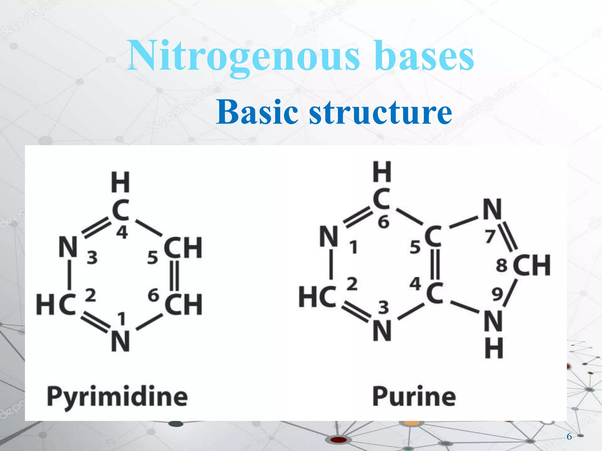Nitrogenous bases
6
Basic structure
 