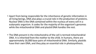 • Apart from being responsible for the inheritance of genetic information in
all living beings, DNA also plays a crucial role in the production of proteins.
Nuclear DNA is the DNA contained within the nucleus of every cell in a
eukaryotic organism. It codes for the majority of the organism’s genomes
while the mitochondrial DNA and plastid DNA handles the rest.
• The DNA present in the mitochondria of the cell is termed mitochondrial
DNA. It is inherited from the mother to the child. In humans, there are
approximately 16,000 base pairs of mitochondrial DNA. Similarly, plastids
have their own DNA, and they play an essential role in photosynthesis.
 
