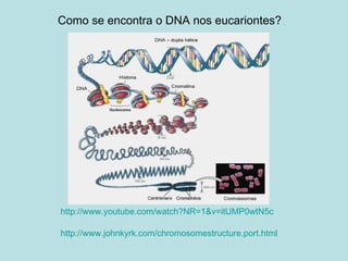 Como se encontra o DNA nos eucariontes? http://www.johnkyrk.com/chromosomestructure.port.html http://www.youtube.com/watch?NR=1&v=itUMP0wtN5c 