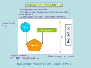 ULTRA-ESTRUTURA DO DNA - É um polímero não ramificado - Formado por duas cadeias de monómeros chamados de nucleotídeos - Cada nucleotídeo contém os seguintes elementos: 1 Açúcar chamado PENTOSE - Possui 5 Carbonos 1 Base orgânica nitrogenada 1 grupo fosfato (PO 4 - ) NUCLEÓSIDO = NUCLEÓTIDO SEM O GRUPO FOSFATO 