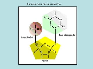 Estrutura geral de um nucleótido: 