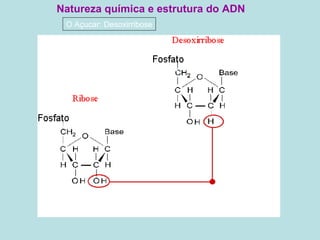 Natureza química e estrutura do ADN O Açucar: Desoxirribose 