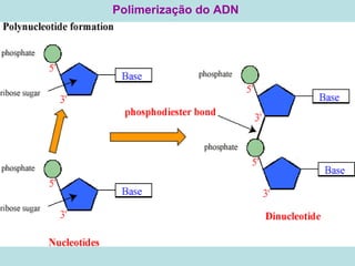 Polimerização do ADN 