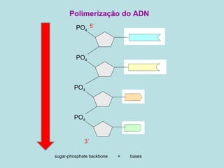 Polimerização do ADN 5´ 3´ PO 4 PO 4 PO 4 PO 4 sugar-phosphate backbone +  bases 