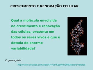 CRESCIMENTO E RENOVAÇÃO CELULAR Qual a molécula envolvida no crescimento e renovação das células, presente em todos os seres vivos e que é dotada de enorme variabilidade? O gene egoísta: http://www.youtube.com/watch?v=tanKegW0x3M&feature=related 