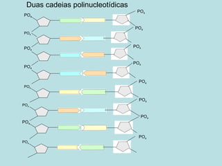 Duas cadeias polinucleotídicas PO 4 PO 4 PO 4 PO 4 PO 4 PO 4 PO 4 PO 4 PO 4 PO 4 PO 4 PO 4 PO 4 PO 4 PO 4 PO 4 