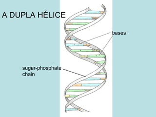 A DUPLA HÉLICE sugar-phosphate chain bases 