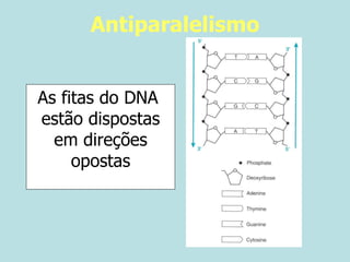 As fitas do DNA  estão dispostas em direções opostas Antiparalelismo 