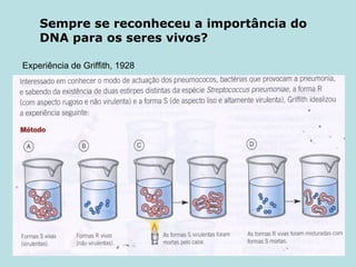 Sempre se reconheceu a importância do DNA para os seres vivos? Experiência de Griffith, 1928 