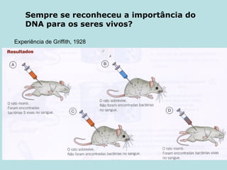 Sempre se reconheceu a importância do DNA para os seres vivos? Experiência de Griffith, 1928 