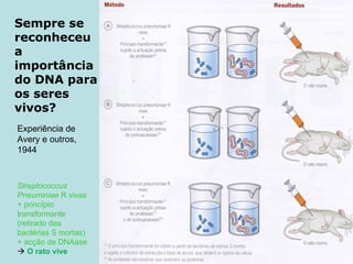 Sempre se reconheceu a importância do DNA para os seres vivos? Experiência de Avery e outros, 1944 Streptococcus Pneuminiae  R vivas + princípio transformante (retirado das bactérias S mortas) + acção de DNAase     O rato vive 