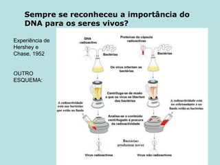 Sempre se reconheceu a importância do DNA para os seres vivos? Experiência de Hershey e Chase, 1952 OUTRO ESQUEMA: 