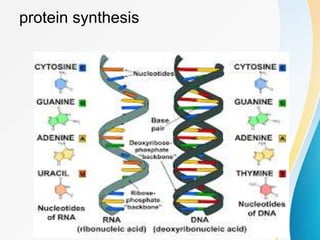 protein synthesis
 