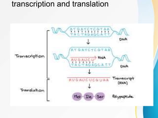 transcription and translation
 