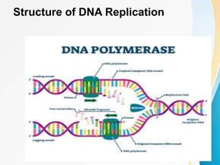 Structure of DNA Replication
 