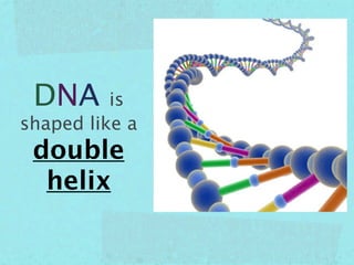 DNA      is
shaped like a
 double
  helix
 