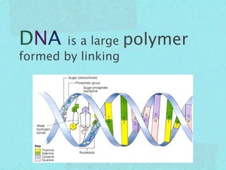DNA    is a large polymer
formed by linking
 