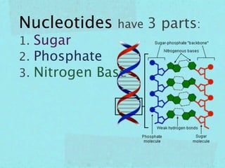 Nucleotides have 3 parts:
1. Sugar
2. Phosphate
3. Nitrogen Base
 
