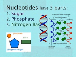 Nucleotides have 3 parts:
1. Sugar
2. Phosphate
3. Nitrogen Base
 