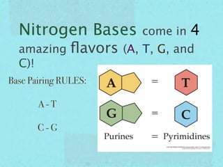 Nitrogen Bases           come in   4
  amazing      ﬂavors   (A, T, G, and
  C)!
Base Pairing RULES:

       A-T

       C-G
 