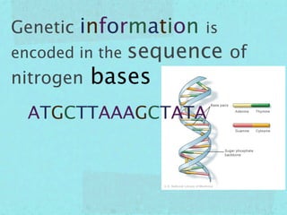 Genetic information is
encoded in the sequence of
nitrogen   bases
 ATGCTTAAAGCTATA
 