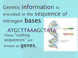 Genetic information is
encoded in the sequence of
nitrogen    bases
 ATGCTTAAAGCTATA
These“coding
sequences” are
known as   genes.
 