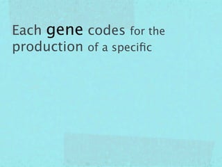 Each gene codes for the
production of a speciﬁc
 