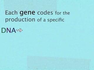 Each gene codes for the
production of a speciﬁc

DNA
 
