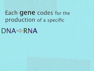 Each gene codes for the
production of a speciﬁc

DNA   RNA
 