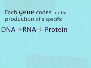 Each gene codes for the
production of a speciﬁc

DNA   RNA     Protein
 