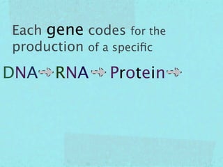 Each gene codes for the
production of a speciﬁc

DNA   RNA     Protein
 
