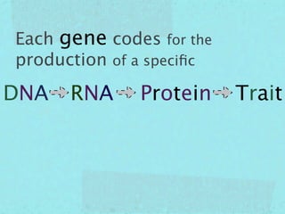 Each gene codes for the
production of a speciﬁc

DNA   RNA     Protein     Trait
 