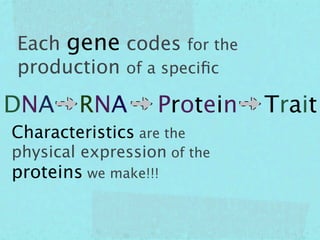 Each gene codes for the
production of a speciﬁc

DNA     RNA        Protein   Trait
Characteristics are the
physical expression of the
proteins we make!!!
 