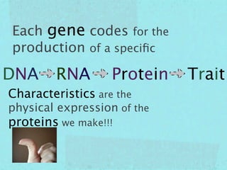 Each gene codes for the
production of a speciﬁc

DNA     RNA        Protein   Trait
Characteristics are the
physical expression of the
proteins we make!!!
 