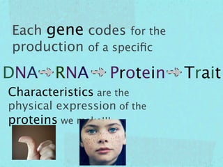 Each gene codes for the
production of a speciﬁc

DNA     RNA        Protein   Trait
Characteristics are the
physical expression of the
proteins we make!!!
 