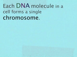 Each DNA molecule in a
cell forms a single
chromosome.
 