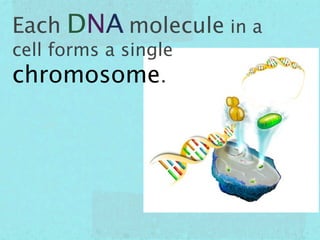 Each DNA molecule in a
cell forms a single
chromosome.
 